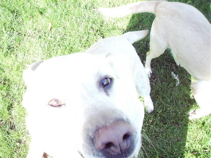 Labrador retriever max  billede 7