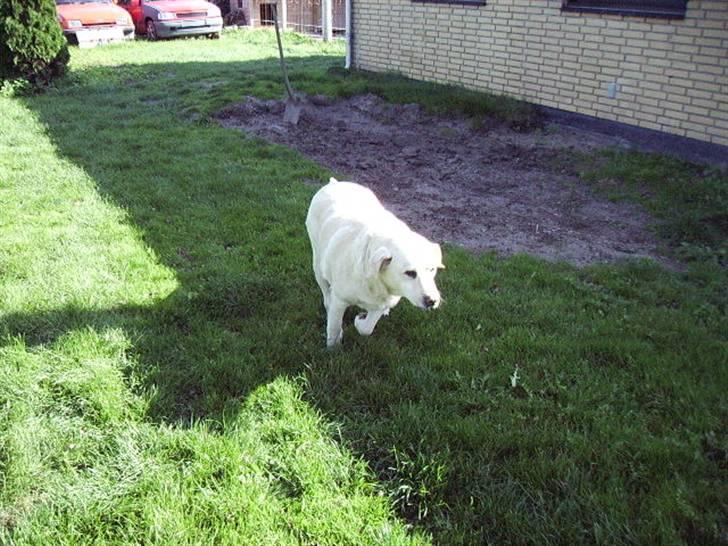 Labrador retriever max  billede 8