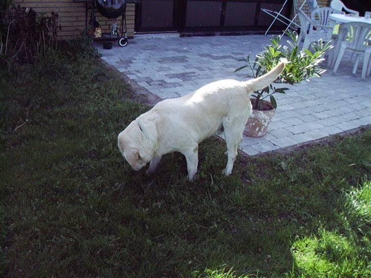 Labrador retriever max  billede 9