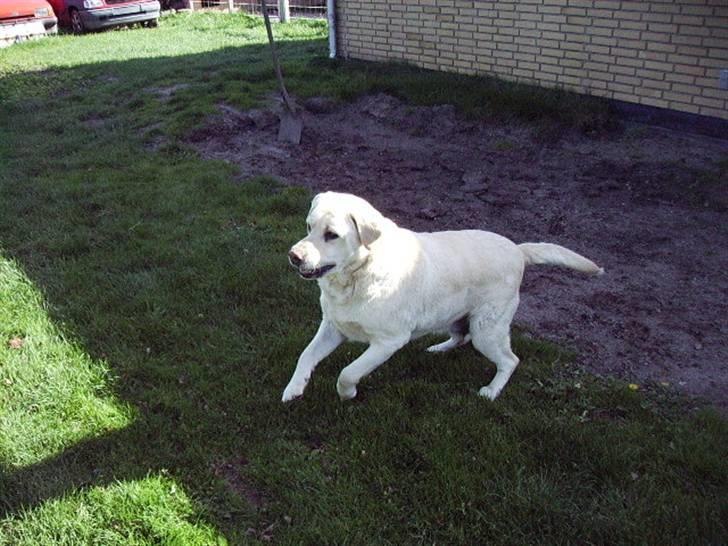 Labrador retriever max  billede 10