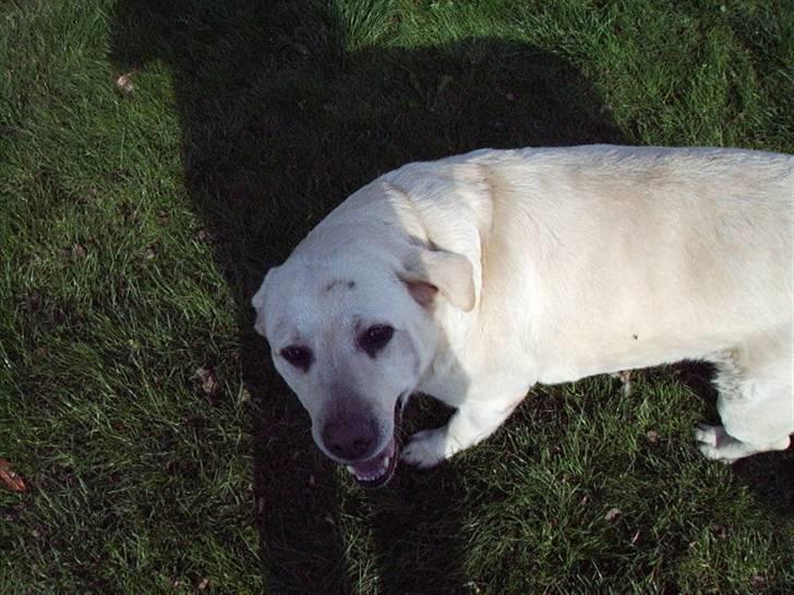 Labrador retriever max  billede 11