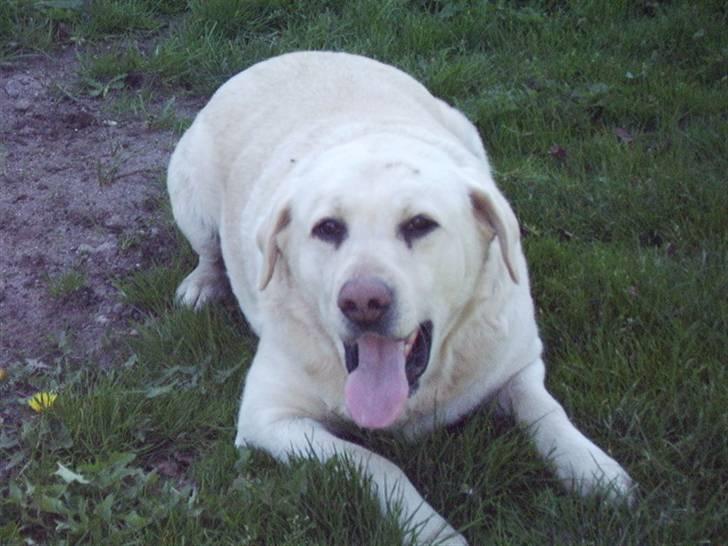 Labrador retriever max  billede 12