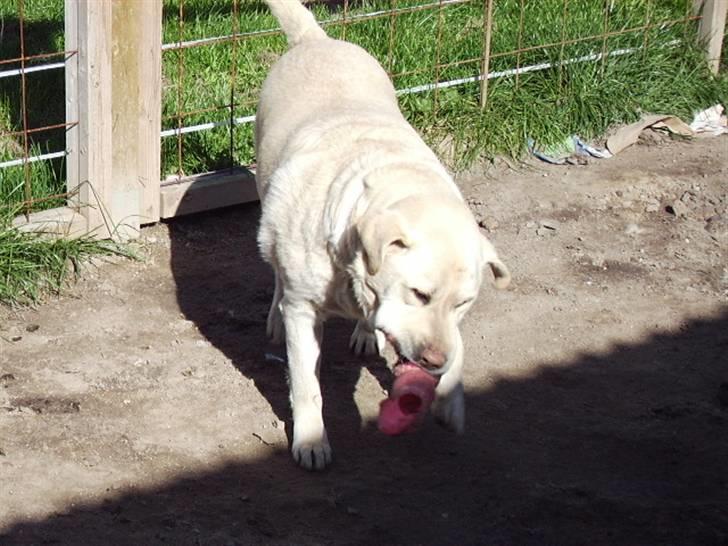 Labrador retriever max  billede 13