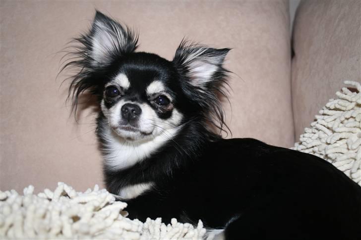 Chihuahua Adelina's Phoebe - Bølle billede 1