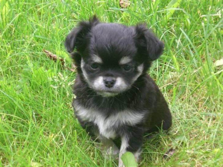 Chihuahua Adelina's Phoebe - "Jeg kan godt sidde pænt" billede 2