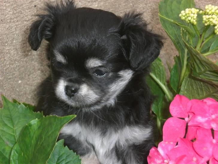 Chihuahua Adelina's Phoebe - Kan i se mig ;) billede 3