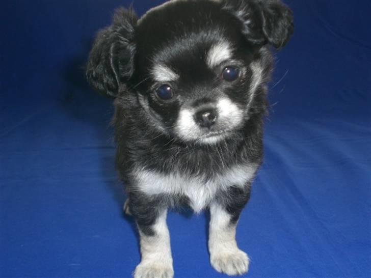 Chihuahua Adelina's Phoebe billede 4