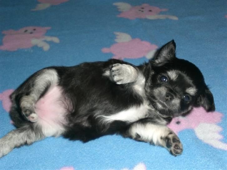 Chihuahua Adelina's Phoebe - Cute billede 5