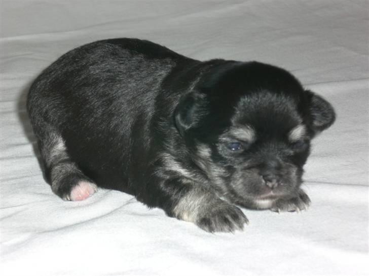 Chihuahua Adelina's Phoebe - Som lille :D billede 6