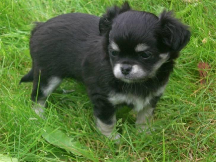 Chihuahua Adelina's Phoebe billede 7