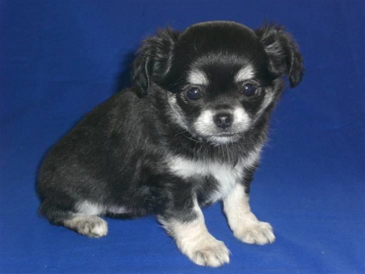 Chihuahua Adelina's Phoebe billede 8