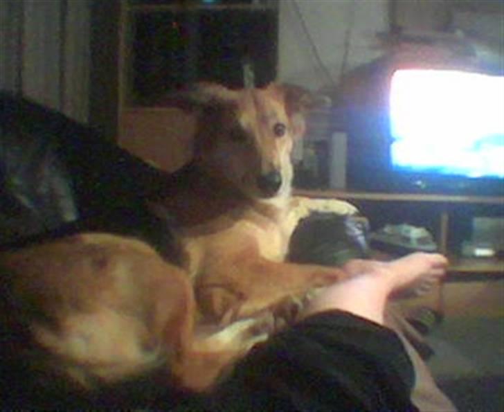 Blanding af racer stella billede 1