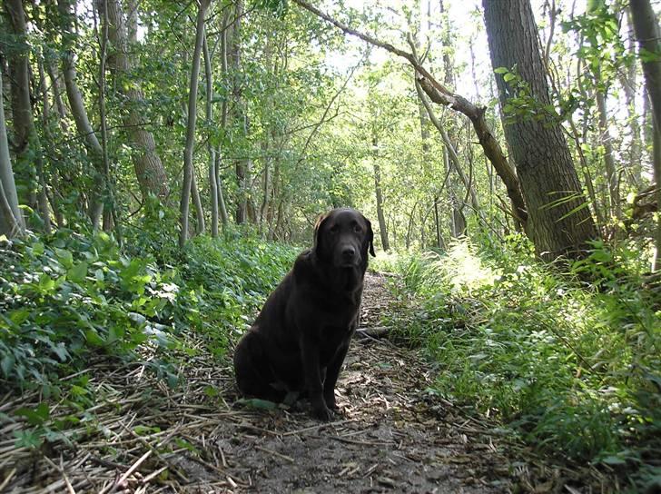 Labrador retriever Ballo  - Baloo i skoven.  billede 7