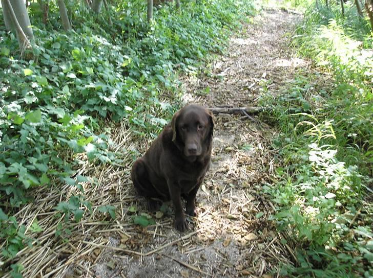 Labrador retriever Ballo  - Baloo i skoven billede 8