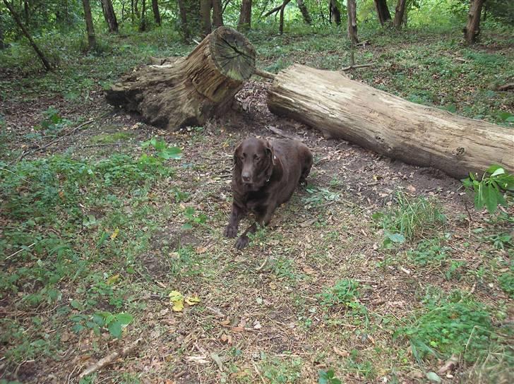 Labrador retriever Ballo  - Baloo i skoven. slagger lidt af. billede 9