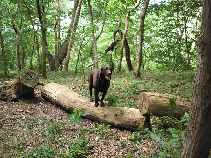 Labrador retriever Ballo  - Baloo i skoven. Sjov stamme... billede 10