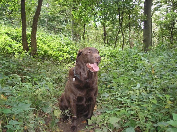 Labrador retriever Ballo  - Baloo i skoven.  billede 12