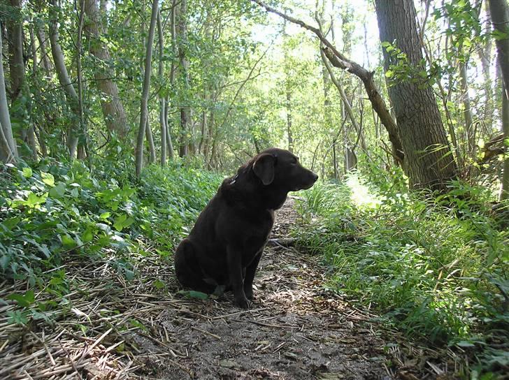 Labrador retriever Ballo  - Baloo i skoven. der er noget spændende der billede 13