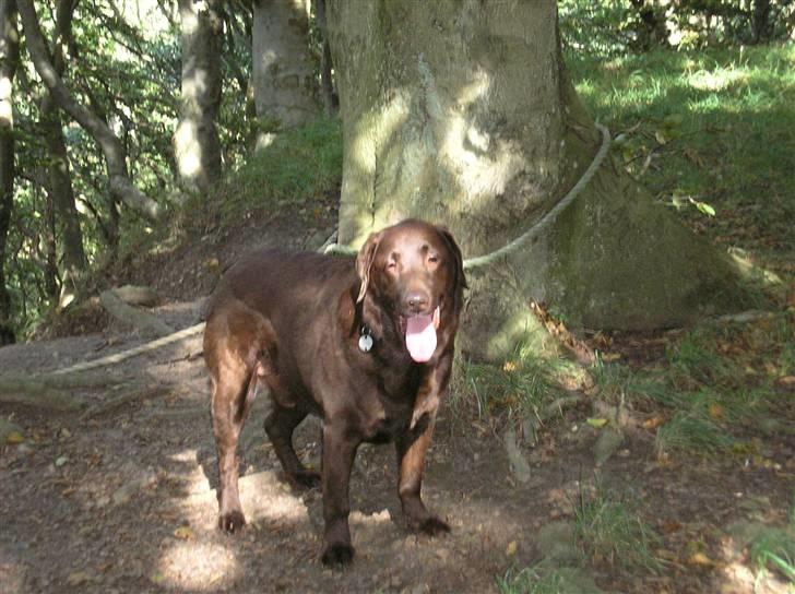 Labrador retriever Ballo  - Baloo i skoven billede 14