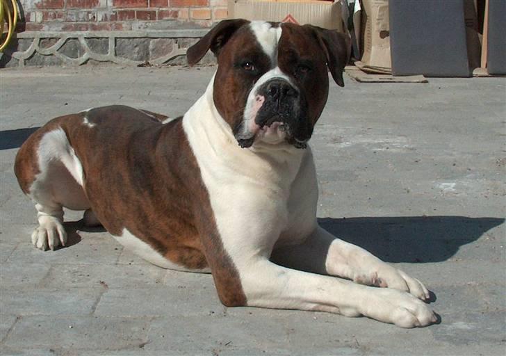 Blanding af racer Enzo - Nyder solen d.4/3-2009 billede 1