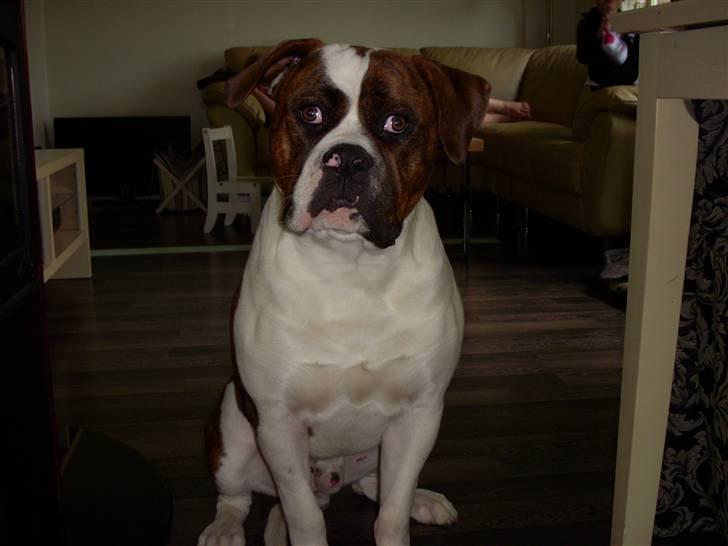 Blanding af racer Enzo billede 2