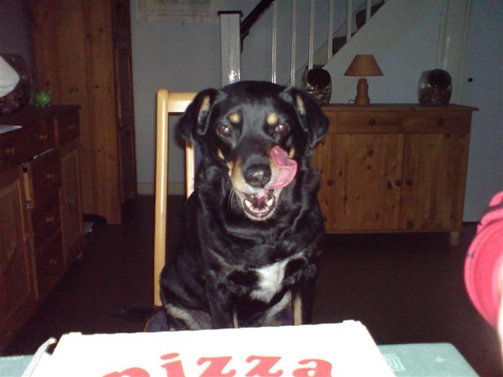 Dansk svensk gaardhund Futte R.I.P - Futte Elsker pizza :-D billede 8