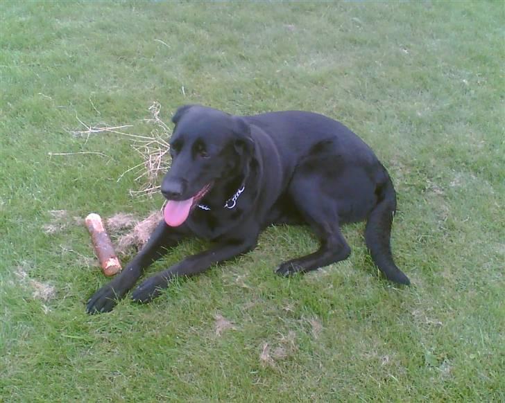 Blanding af racer Sheeba - Sheeba udenfor med en dejlig pind billede 13