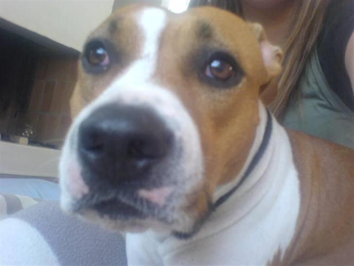 Amerikansk staffordshire terrier Tempo billede 10