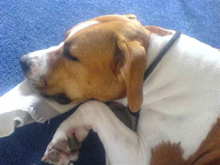 Amerikansk staffordshire terrier Tempo billede 11