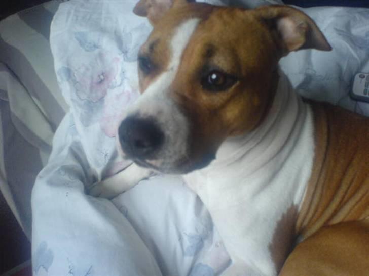 Amerikansk staffordshire terrier Tempo billede 12