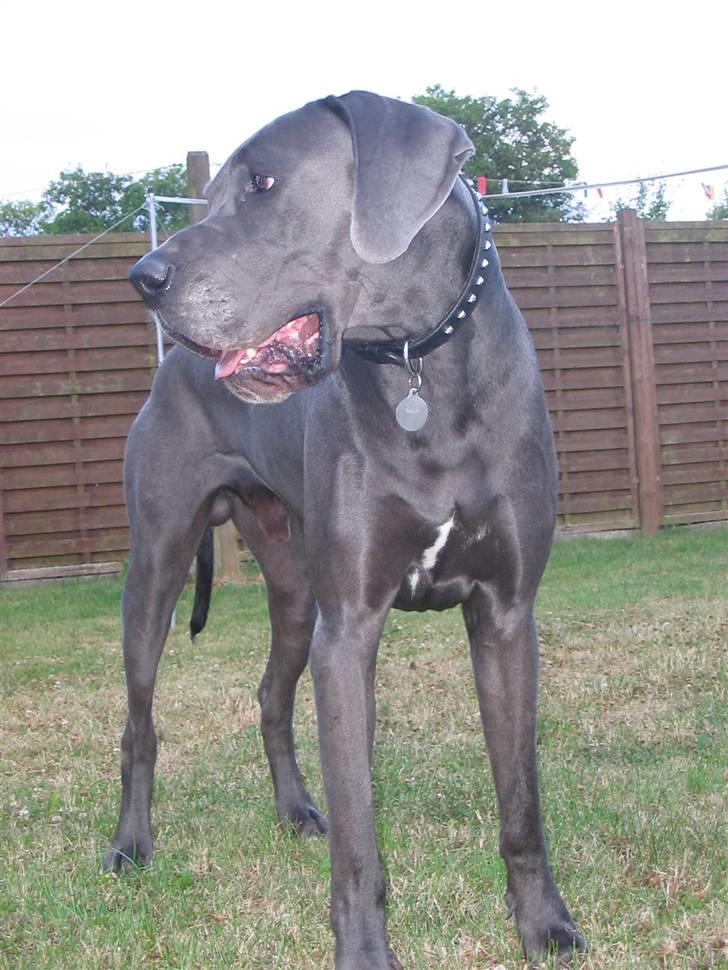 Grand danois Balou billede 12