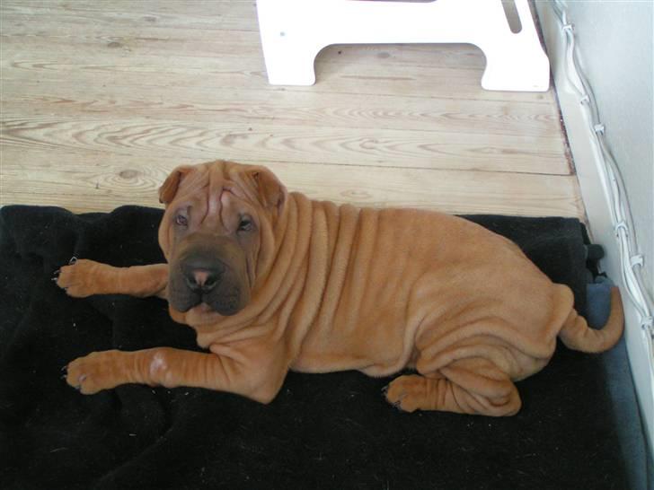 Shar pei Taz billede 7