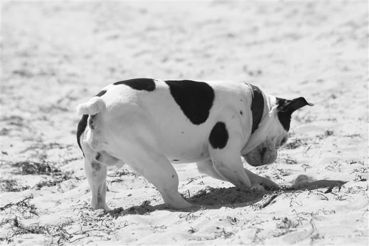 Fransk bulldog nicco billede 3