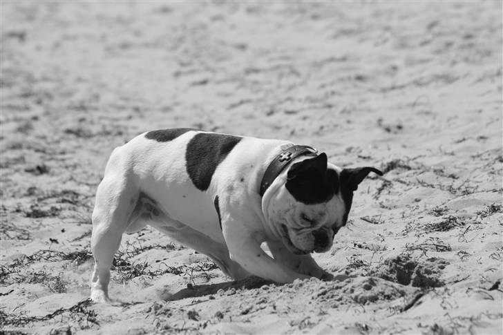 Fransk bulldog nicco billede 4