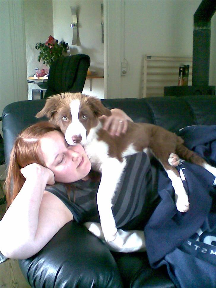 Border collie Bonnie billede 16