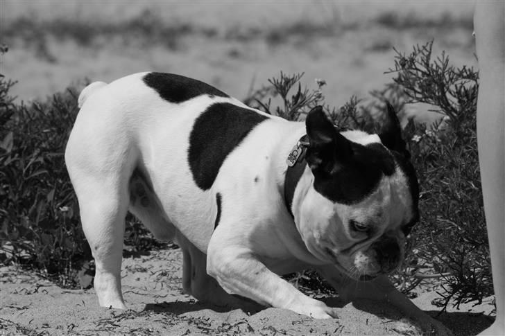 Fransk bulldog nicco billede 5