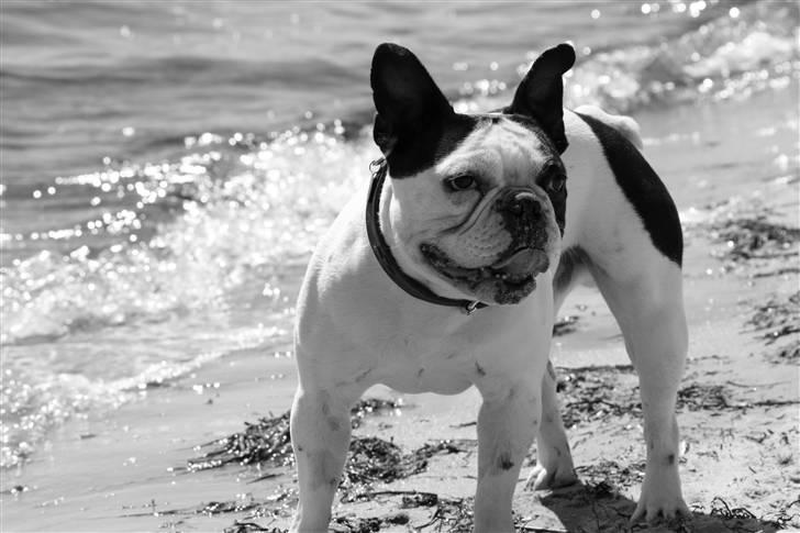 Fransk bulldog nicco billede 6