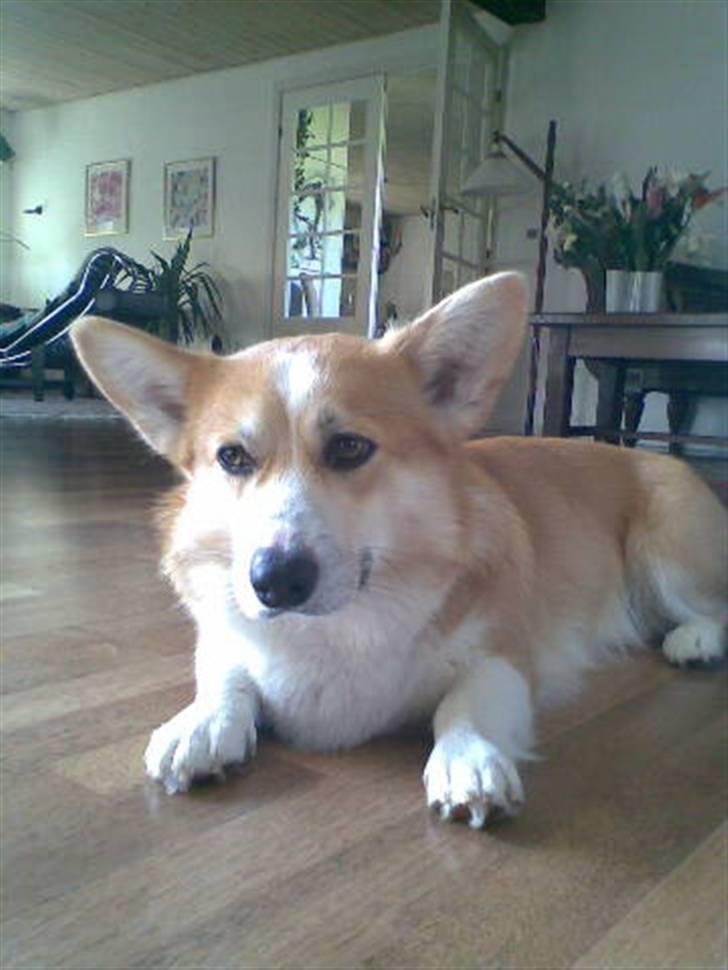 Welsh corgi pembroke Mickey - <3 billede 17