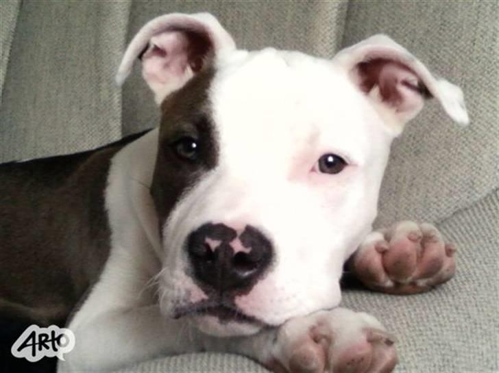 Blanding af racer Paco billede 1