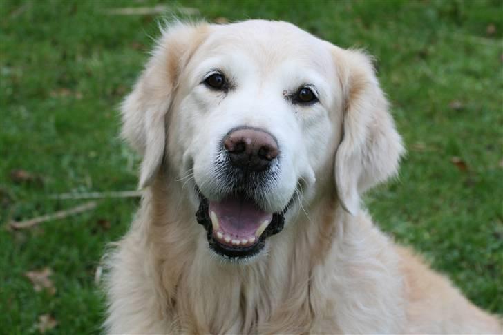 Golden retriever Gibbo - Jeg er sød ikk? billede 1