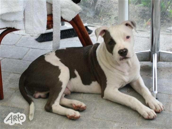 Blanding af racer Paco billede 3