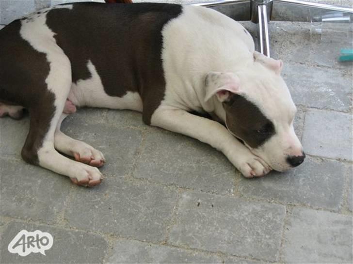 Blanding af racer Paco billede 4