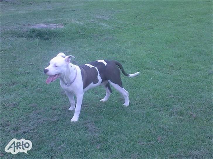 Blanding af racer Paco billede 5