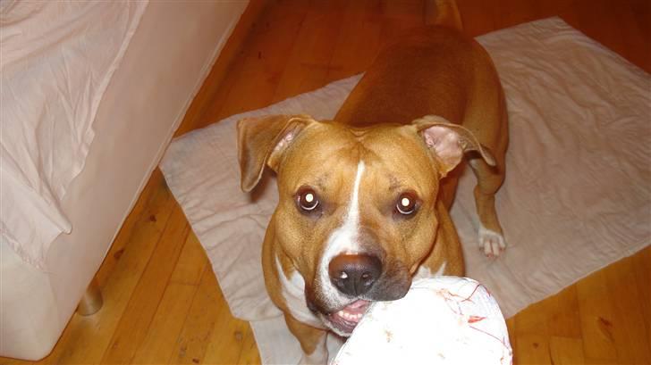 Amerikansk staffordshire terrier Ares - min bold,skal vi lege billede 20