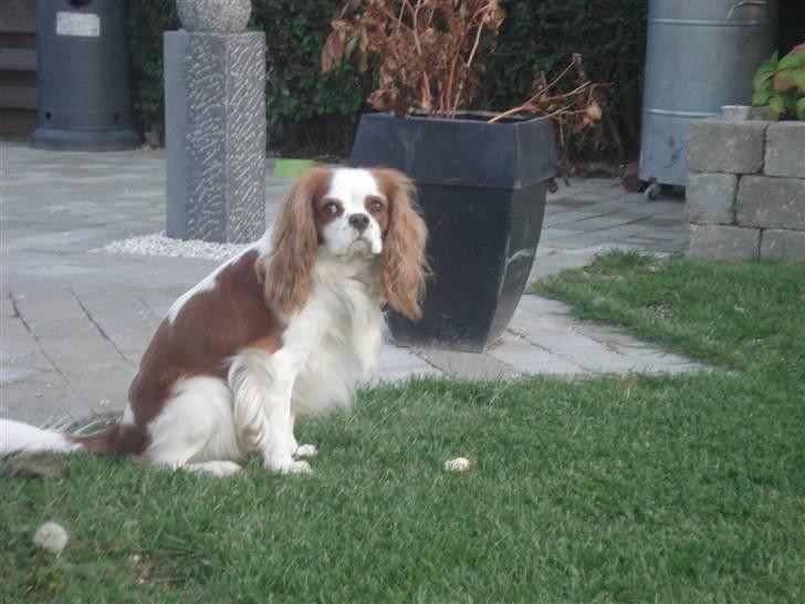 Cavalier king charles spaniel tjip - hvad sååå billede 6