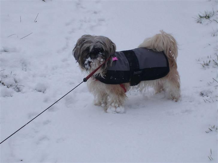 Shih tzu malu og milla her billede 6