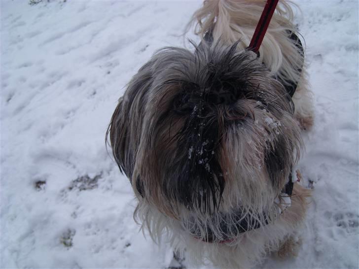 Shih tzu malu og milla her billede 7