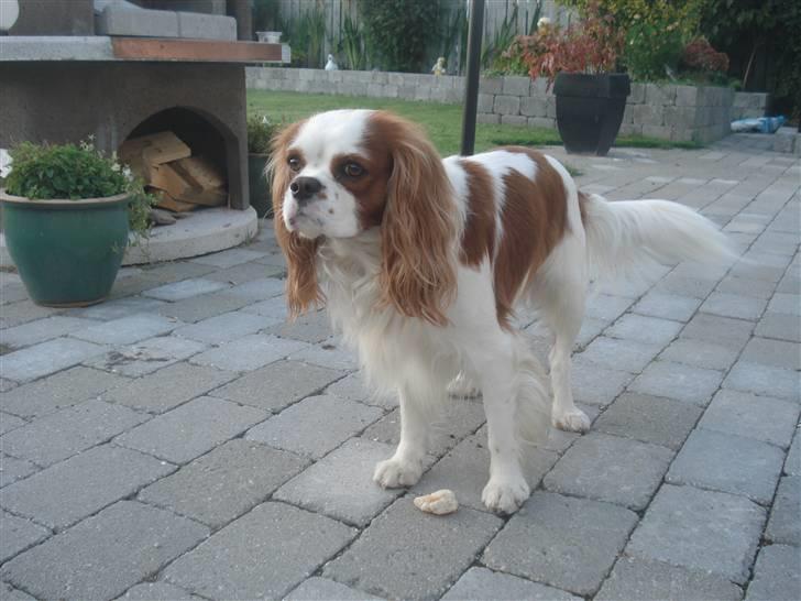 Cavalier king charles spaniel tjip - ser jeg ikke ok ud?? billede 7