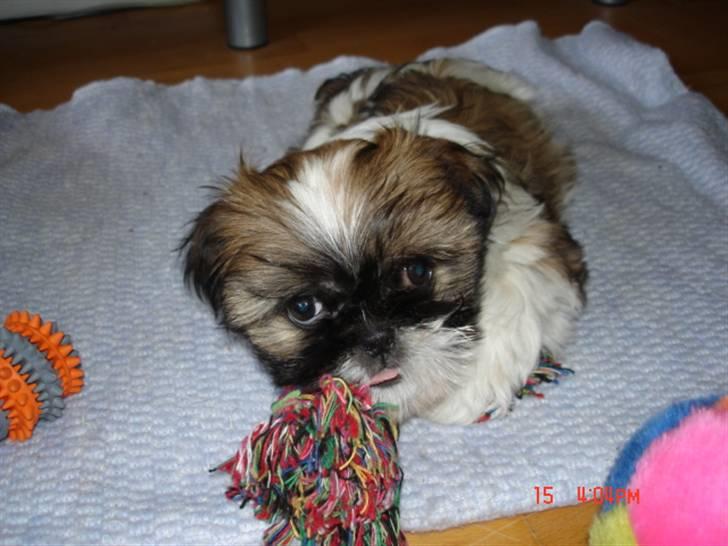 Shih tzu malu og milla her billede 8