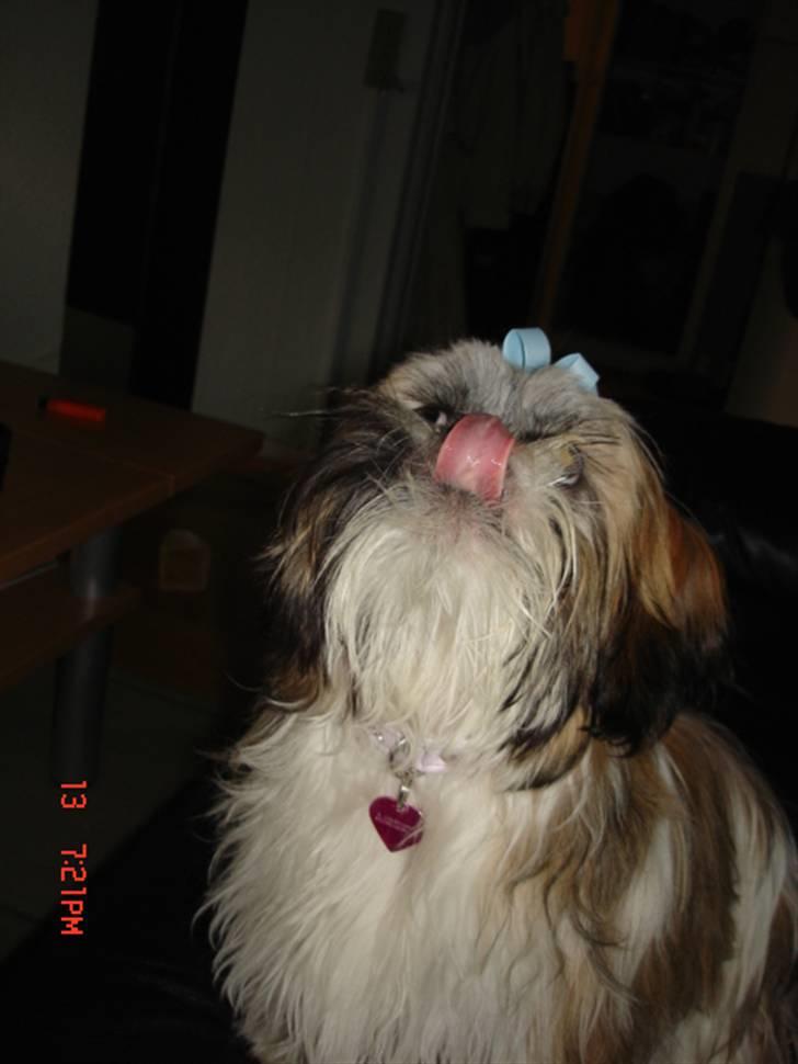 Shih tzu malu og milla her - tungen ude hehe hun er så sød billede 9